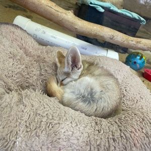 Ordinary and blush for ecliff